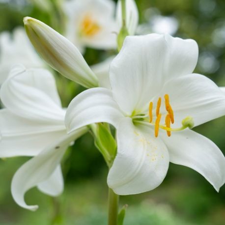 Lilium candidum