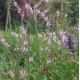 Linaria purpurea 'Canon Went'
