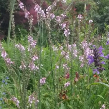 Linaria purpurea 'Canon Went'