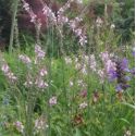 Linaria purpurea 'Canon Went'
