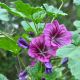 Malva sylvestris