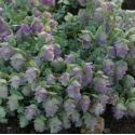 Origanum 'Kent Beauty'