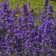 Nepeta x faassenii 'Purrsian blue'