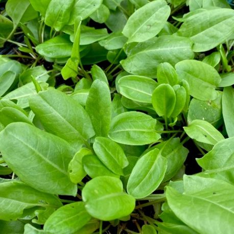Graines De Grande Oseille (Rumex Acetosa) - Environ 600 Graines - Vivace Facile Pour Salades Et Plats