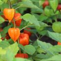 Physalis alkekengi var. franchetii