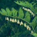 Polygonatum odoratum