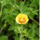 Potentilla atrosanguinea var. argyrophylla