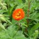 Potentilla 'William Rollinson'