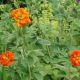 Potentilla 'William Rollinson'