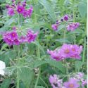 Primula beesiana