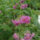 Primula beesiana