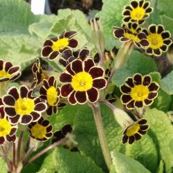 Primula eliator 'Gold laced'
