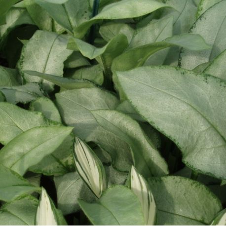 Pulmonaria saccharata 'Majesté'