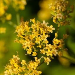 Patrinia gibbosa