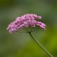 Pimpinella major 'rosea'