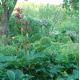 Rheum palmatum var. tanguticum