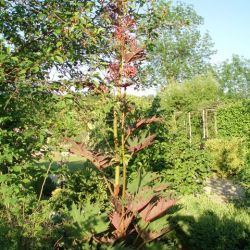 Rheum palmatum var atrosanguineum