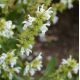 Salvia officinalis 'Albiflora'