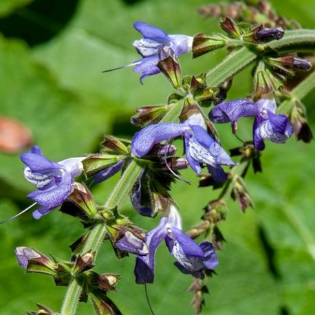 Salvia forsskaolei