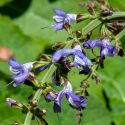 Salvia forsskaolei
