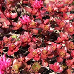Sedum spurium 'Vaudoo'