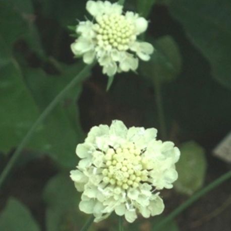 Scabiosa ochroleuca 'Moon Dance'