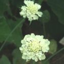 Scabiosa ochroleuca 'Moon Dance'