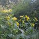 Silphium perfoliatum