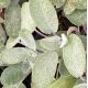 Salvia officinalis 'Berggarten'