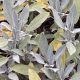 Salvia officinalis 'Grete Stölzle'