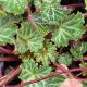 Saxifraga stolonifera 'cuscutiformis'
