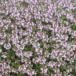 Thymus vulgaris 'Compactus'