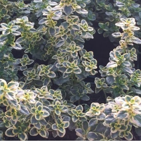Thymus citriodorus  'Mystic Lemon'