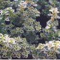 Thymus citriodorus  'Mystic Lemon'