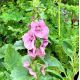 Verbascum hybride 'Pink Domino'