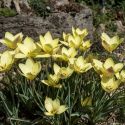 Tulipa clusiana 'Honky Tonk'