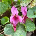 Viola odorata 'Coeur d'Alsace'
