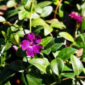 Vinca minor 'atropurpurea'