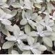 Salvia officinalis 'Berggarten'
