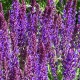 Salvia x sylvestris 'Ostfriesland'