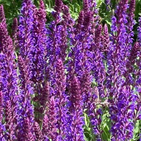 Salvia x sylvestris 'Ostfriesland'