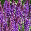 Salvia x sylvestris 'Ostfriesland'