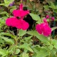 Salvia 'Cerro Potosi'