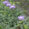 Centaurea bella