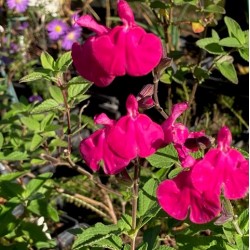 Salvia 'Cerro Potosi'