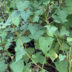 FAGOPYRUM DIBROTYS