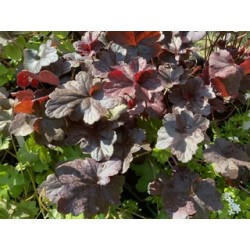 Heuchera ‘Obsidian’