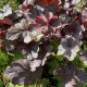 Heuchera ‘Obsidian’