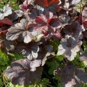 Heuchera 'Obsidian'