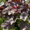 Heuchera 'Obsidian'